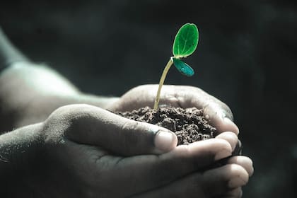 Debido a sus propiedades, esta planta se ha utilizado en la medicina tradicional