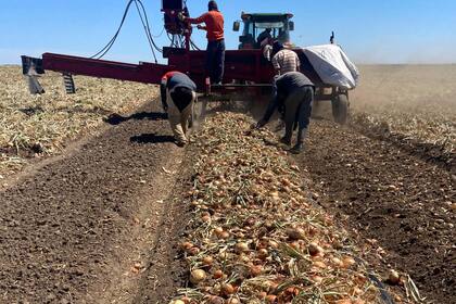 En la provincia hay 400 productores. Secretaría de Agricultura de Río Negro